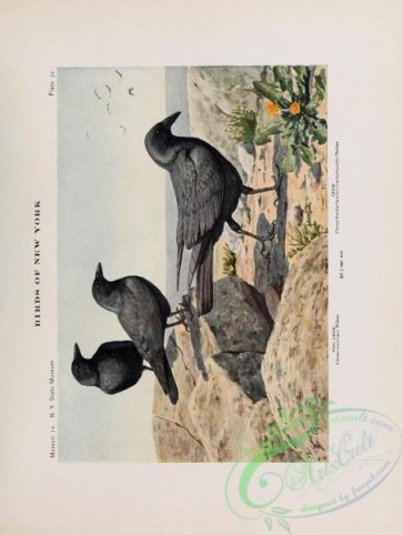 birds-37054 - 030-Fish Crow, Crow