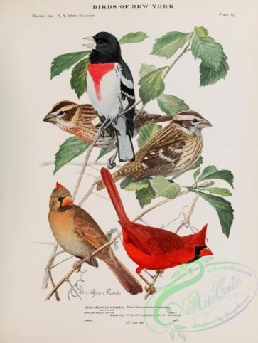 birds-37067 - 043-Rose-breasted Grosbeak, Cardinal