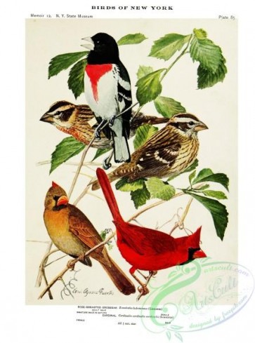 birds-37131 - 043-Rose-breasted Grosbeak, Cardinal