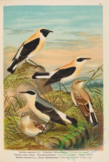 birds-37389 - Russet Wheatear, saxicola stapazina, saxicola aurita, Northern Wheatear, saxicola oenanthe