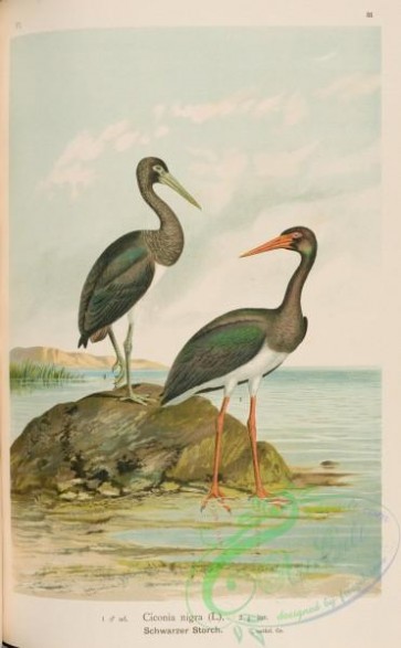 birds-37504 - Black Stork, ciconia nigra