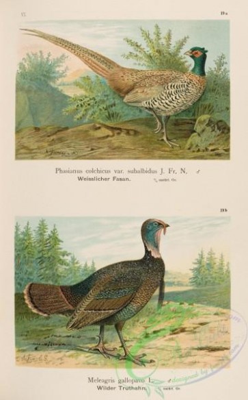 birds-37531 - Wild Turkey, meleagris gallopavo