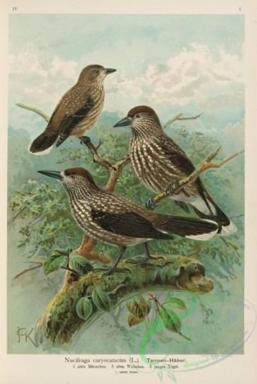 birds-37550 - Eurasian Nutcracker, nucifraga caryocatactes