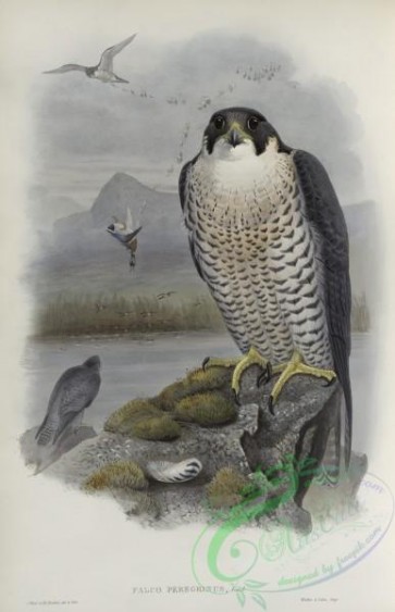 birds-37578 - 247-Falco peregrinus, Peregrine Falcon