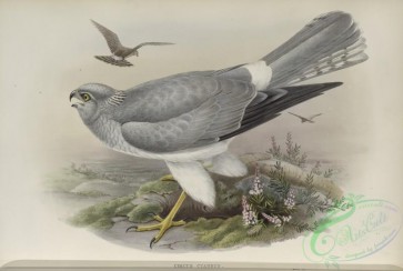 birds-37587 - 256-Circus cyaneus, Hen Harrier
