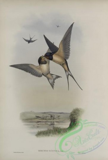 birds-37603 - 275-Hirundo rustica, Swallow