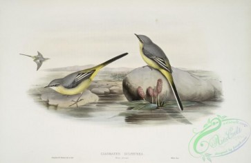 birds-37660 - 358-Calobates sulphurea, (Winter plumage) Grey Wagtail