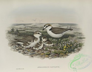 birds-37768 - 470-_gialophilus cantianus, Kentish Plover