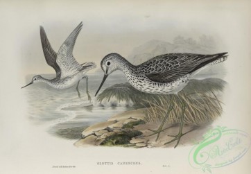 birds-37780 - 483-Glottis canescens, Greenshank