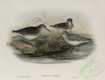 birds-37802 - 505-Limicola pygm_a, Broad-billed Sandpiper