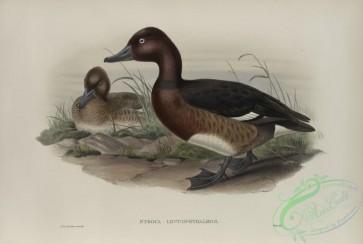 birds-37837 - 544-Nyroca leucophthalmos, White-eyed, or Ferruginous Duck
