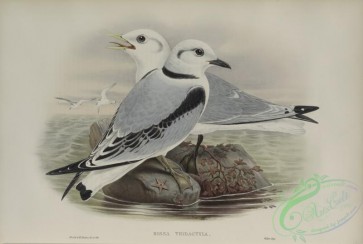 birds-37877 - 584-Rissa tridactyla, Kittiwake