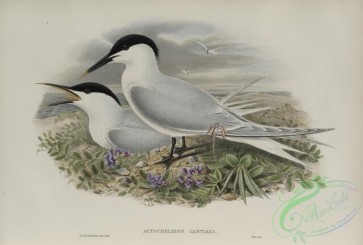 birds-37885 - 592-Actochelidon cantiaca, Sandwich Tern