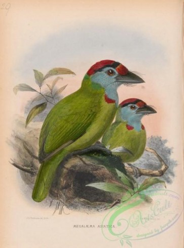 birds-37922 - megalaema asiatica