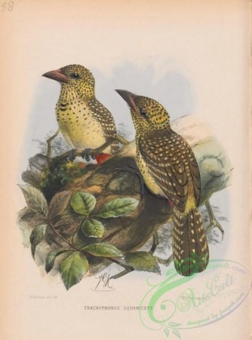 birds-37966 - trachyphonus squamiceps