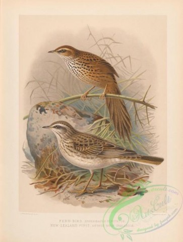 birds-37981 - 007-Fern-bird, sphenoeacus punctatus, New Zealand Pipit, anthus novae zealandiae