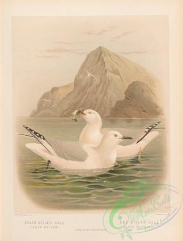 birds-38003 - 005-Black-billed Gull, larus bulleri, Red-billed Gull, larus scopulinus