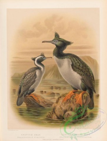 birds-38013 - 015-Spotted Shag, phalacrocorax punctatus, Chatham-Island Shag, phalacrocorax featherstoni