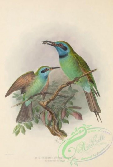 birds-38123 - Blue Throated Green Bee-eater, merops cyanophrys