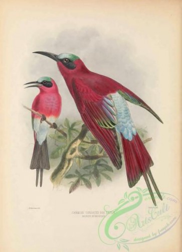 birds-38128 - Carmine Throated Bee-eater, merops nubicoides