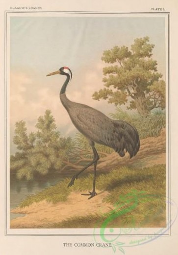 birds-38182 - Common Crane