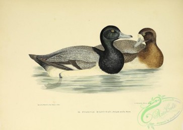 birds-38232 - Common American Scaup Duck, fuligula marila