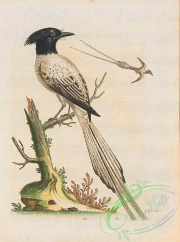 birds-38277 - 113-Pyed Bird of Paradise, pica orientalis