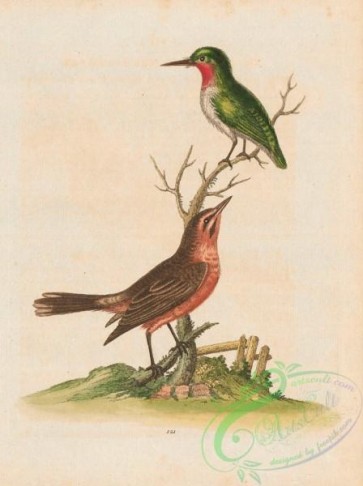 birds-38285 - 121-American Nightingale, icterus minor, Green Sparrow or Green Humming-bird, rubecula viridis elegantissima