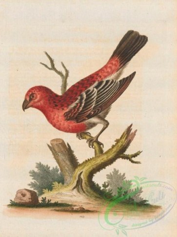 birds-38287 - 123-Greatest Bullfinch, rubicilla maxima