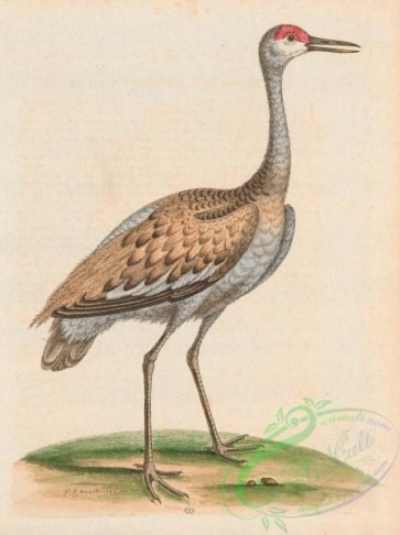 birds-38297 - 133-Brown and ash-coloured Crane, grus fusca