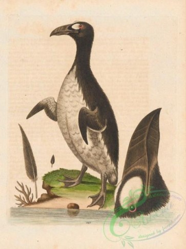 birds-38311 - 147-Northern Penguin, penguin arcticus