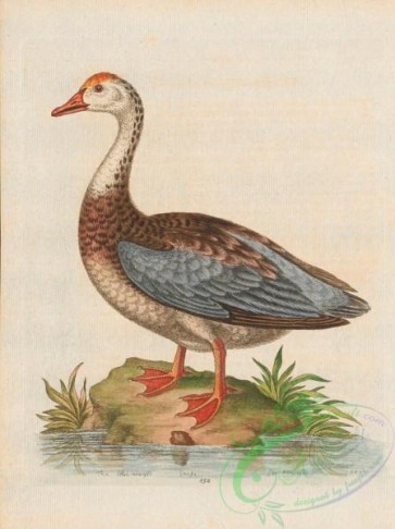 birds-38316 - 152-Blue-winged Goose, anser canadensis
