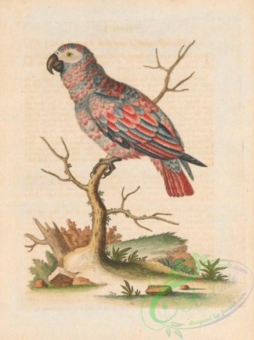 birds-38327 - 163-Ash-coloured and red Parrot, psittacus cinereus