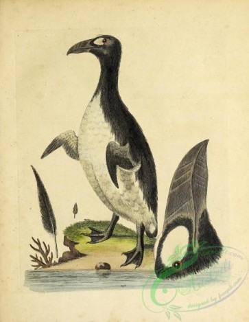 birds-38435 - 147-Northern Penguin, penguin arcticus