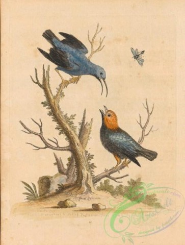 birds-38466 - 021-Blue Creeper, certhia caerulea, Golden-headed Black Tit-mouse, parus niger
