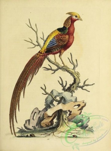 birds-38561 - 068-Painted Pheasant