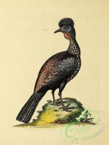 birds-38608 - 013-Quan or Guan, phasianus brasiliensis