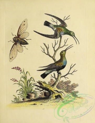 birds-38631 - 036-Black-bellied Green Humming Bird