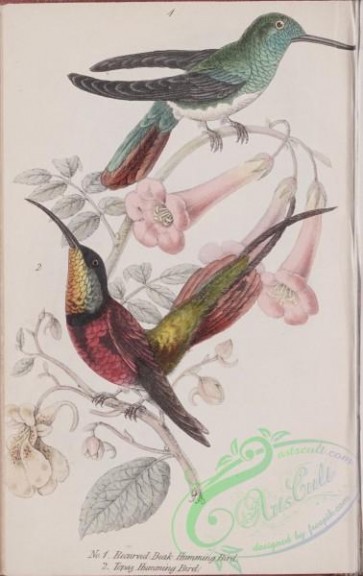 birds-38710 - Recurved Beak Hummingbird, Topaz Hummingbird
