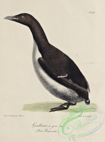 birds-38837 - Large-billed Guillemot, uria brunnichii
