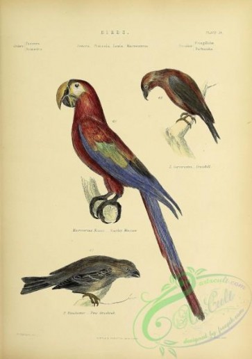 birds-38846 - Crossbill, Scarlet Maccaw, Fine Grosbeak