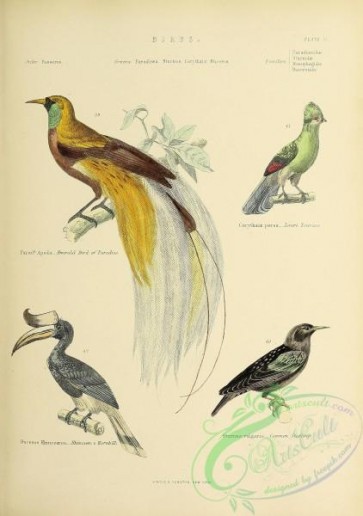 birds-38849 - Louri Touraco, Emerald Bird of Paradise, Common Starling, Rhinoceros Hornbill