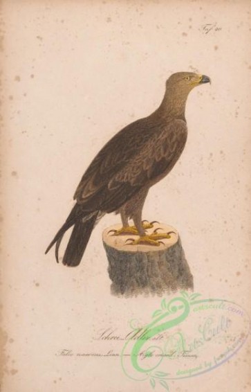 birds-38882 - 022-Spotted Eagle, falco naevius