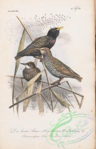 birds-38926 - 066-Common Starling, sturnus vulgaris