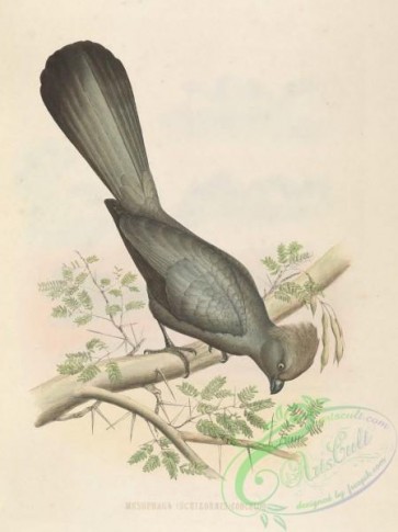 birds-38979 - musophaga (schizorhis) concolor