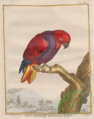 birds-38998 - Parrot
