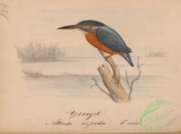 birds-39177 - Kingfisher, alcedo ispida