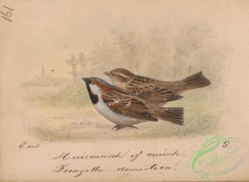 birds-39302 - Sparrow, fringilla domestica