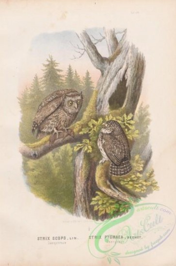 birds-39423 - 052-Eurasian Scops-Owl, strix scops, strix pygmaea