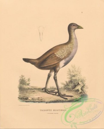 birds-39435 - 005-Tasmanian Native-hen, tribonyx mortierii